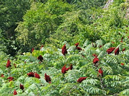 White River in Arkansas 189.jpg